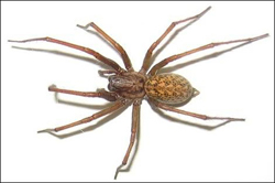 Hobo Spider Habitat And Distribution | RM. Hobo Spider Habitat And Distribution | RM.